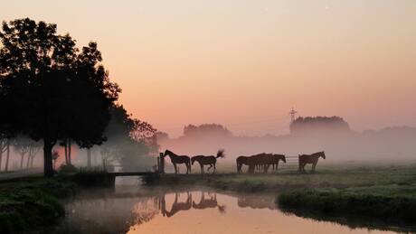 Dawn horses