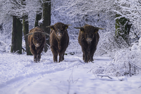 Schotse Hooglanders in de sneeuw