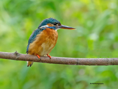 De IJsvogel.