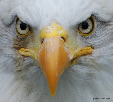 Arend in close-up