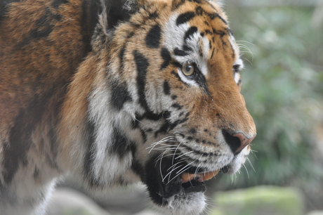 beginnersfoto tijger