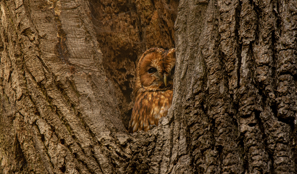 Owl tawny Tawny Owl