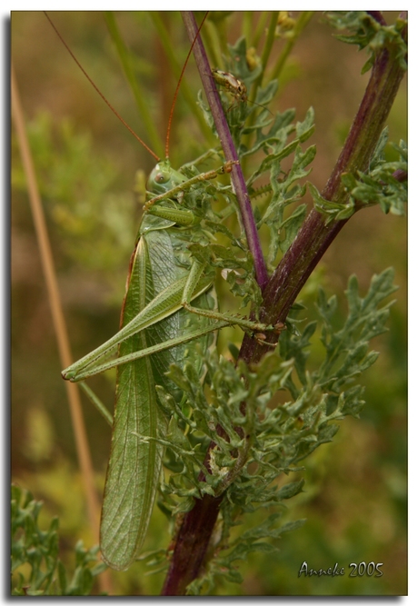 Grass-hopper