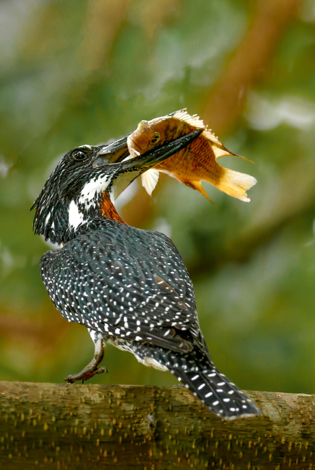 Giant Kingfisher met grote vis