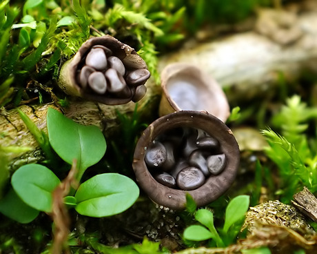 Gestreept nestzwammetje ( Cyatus striatus)