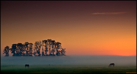 2 paarden in het ochtendlicht