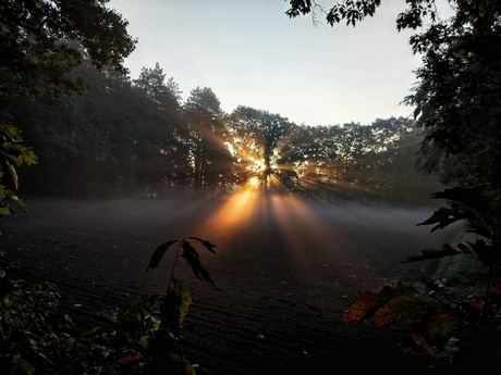 Een mistige ochtend met zonnestralen door de bomen