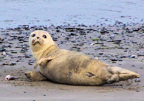 Aangespoelde zeehondje in Scheveningen