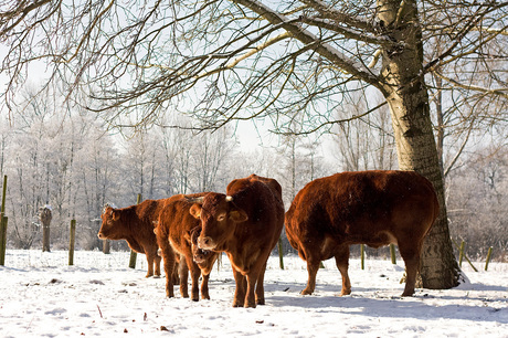 Limousins in de sneeuw