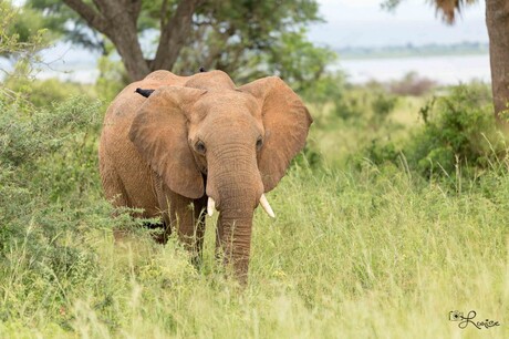 Olifant tijdens safari Oeganda