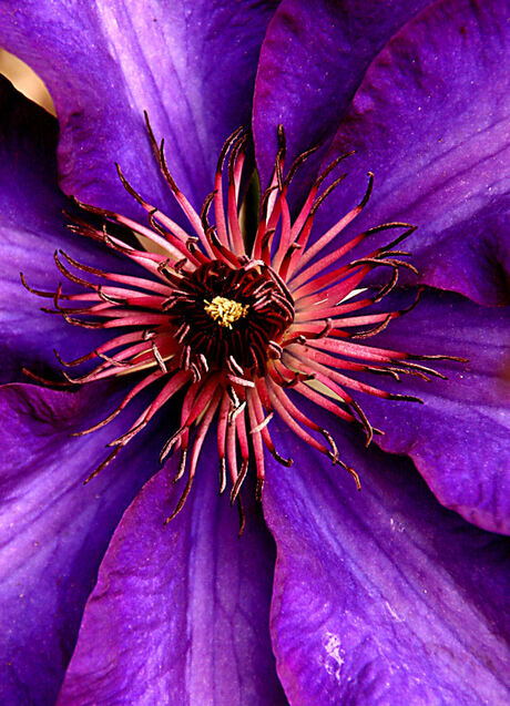 Clematis