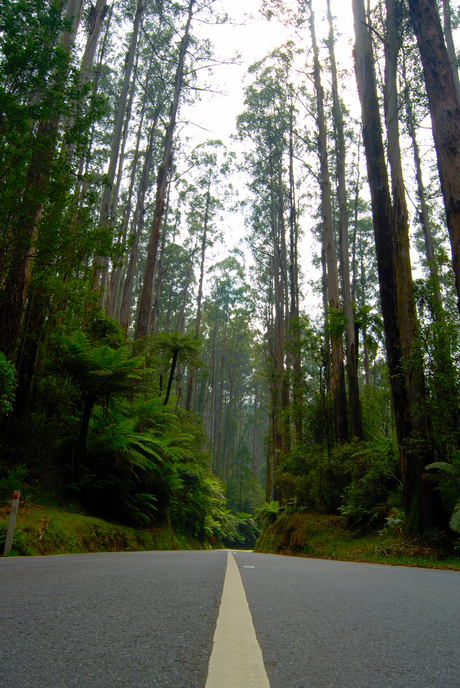 Black Spur Victoria, Australia