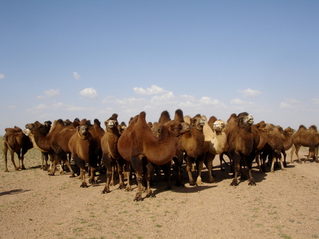 Mongolia: camels