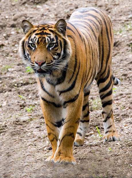 Panthera Tigris Sumatrae