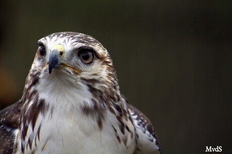 Roofvogel op Elfia