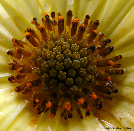 Close up Yellow sun