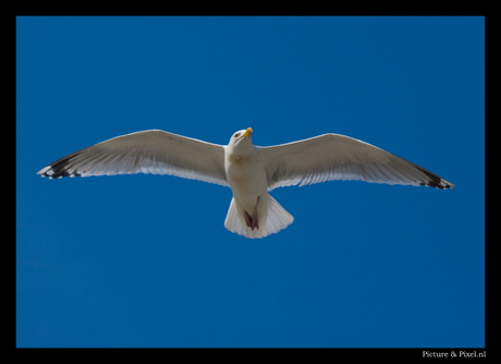 Meeuw in Scheveningen