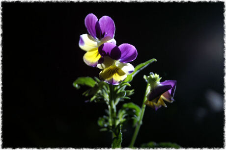 LED belicht viooltje