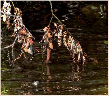 kunst in het water ................