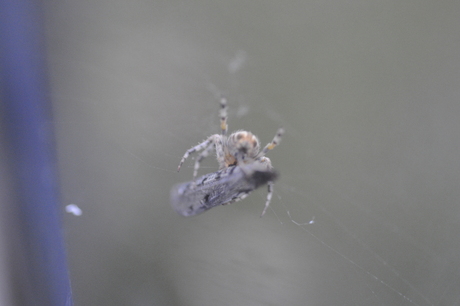 Spinnetje met prooi.