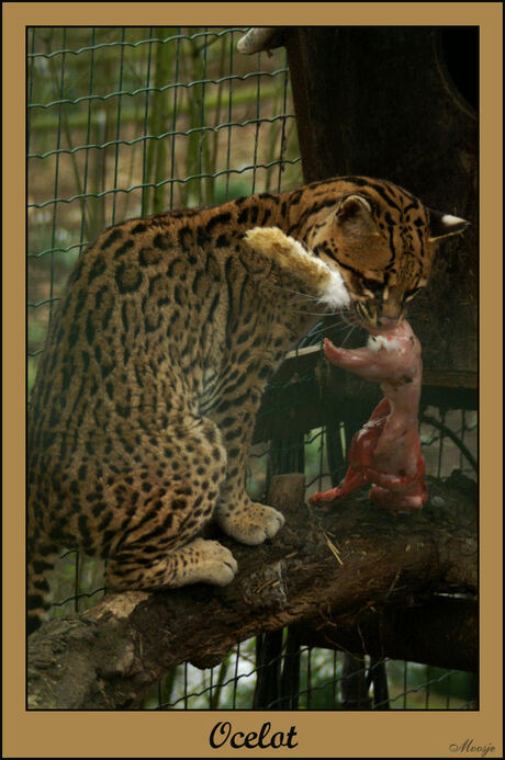 Ocelot en het konijn