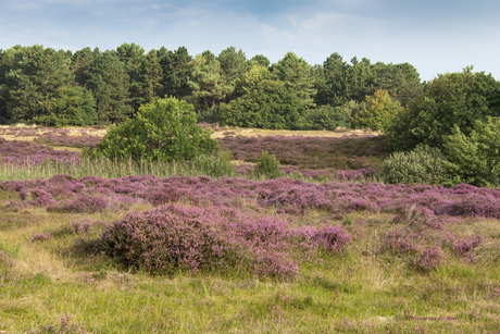 Bloeiende heide...