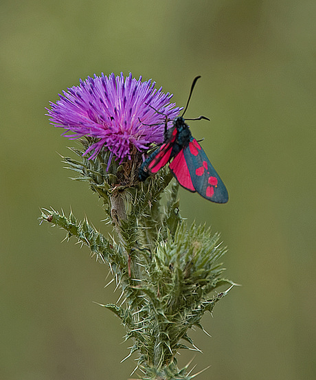 distel