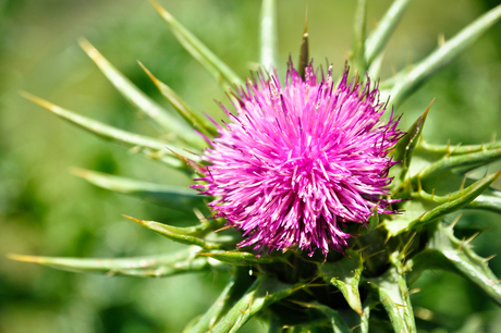 Milk Thistle