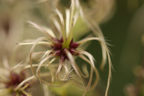 grappige bloem