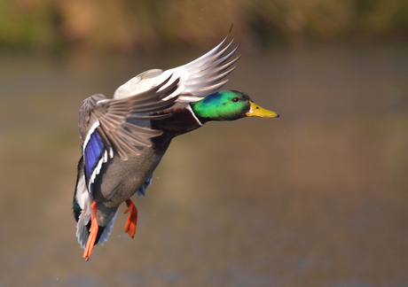 Vol in de remmen!!!!!!