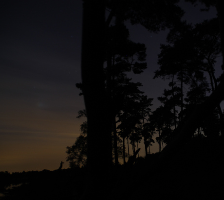 bos bij nacht
