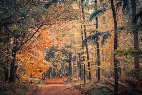 Herfst in Putten