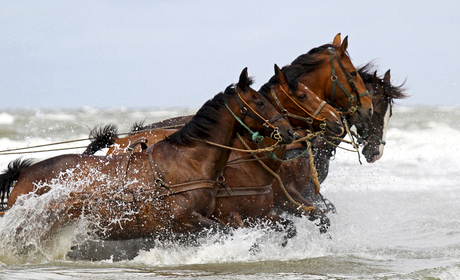 Zwoegende paarden