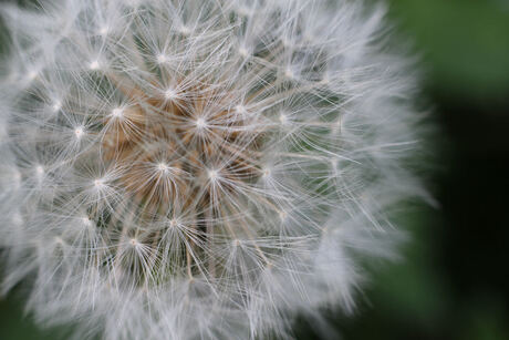 paardenbloem