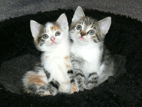 Kittens