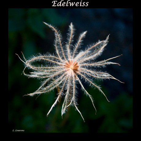 Edelweiss