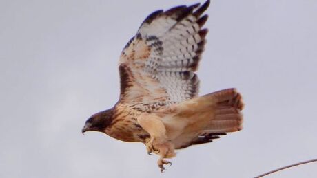 Roodstaart buizerd / Red-tailed Hawk / Buteo jamaicens