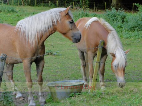 Bij het bos bij Oosterbeek
