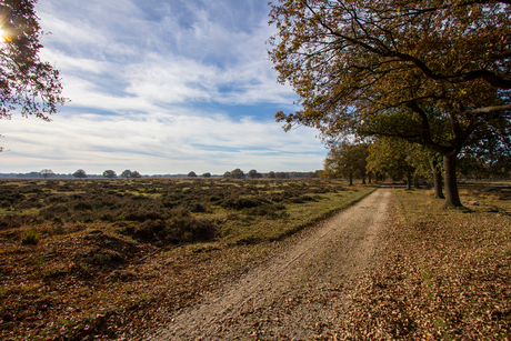 Deelderwoud, Veluwe. 20151103_1083