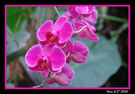 Orchid time