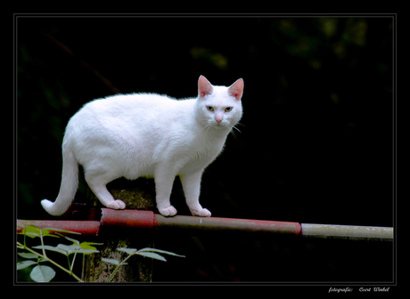 witte kat in balans