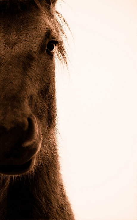 paard.jpg