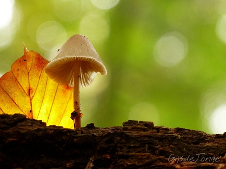 Light behind the leaf