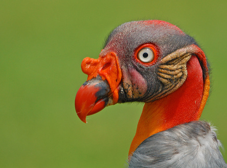 Wel scherp op de snavel...