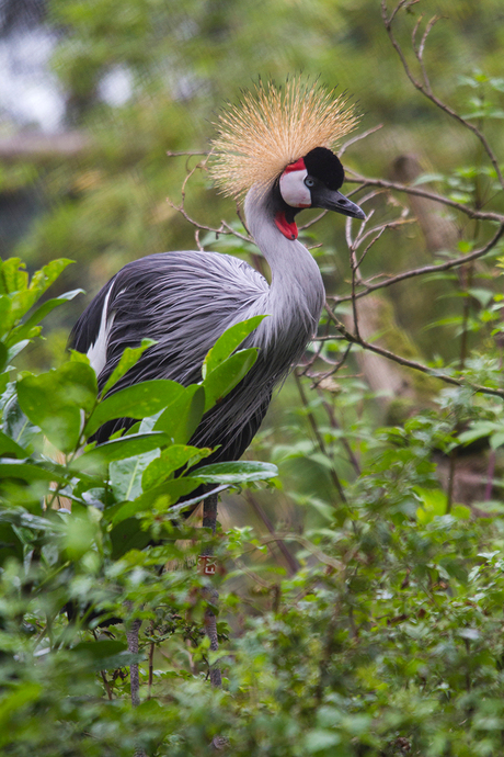 Kroon Kraanvogel