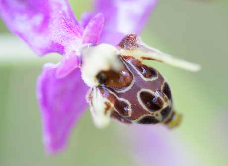 gehoornde bijenorchis