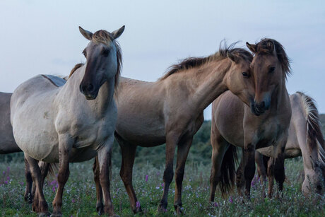 horses