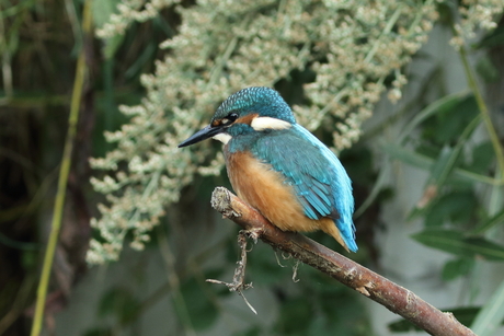 IJsvogel in Schalkwijk