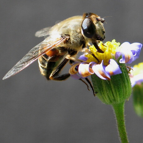 Eristalis Horticola