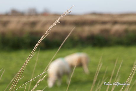 Texel